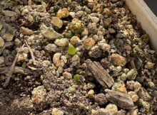 スズランスイセン