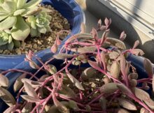 ルビーネックレス