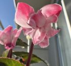 八重咲きシクラメン