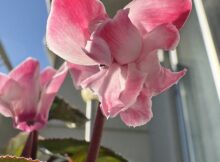 八重咲きシクラメン