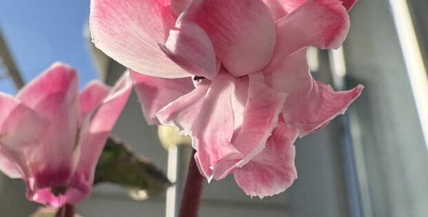 八重咲きシクラメン