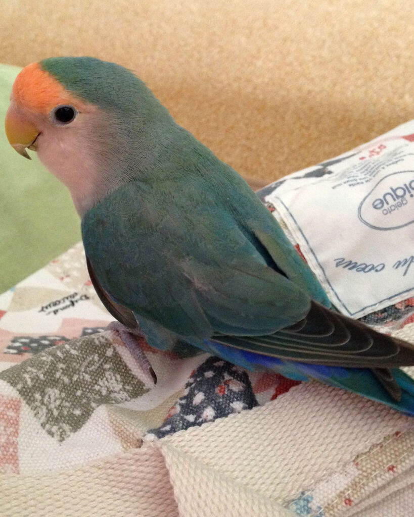 コザクラインコ