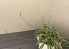 オリヅルラン