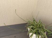 オリヅルラン