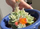 多肉ちゃんの花