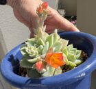 多肉ちゃんの花