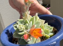 多肉ちゃんの花