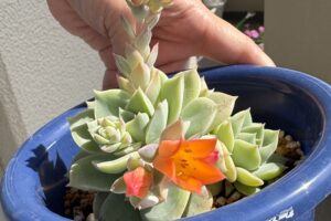 多肉ちゃんの花