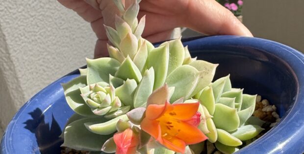 多肉ちゃんの花