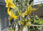 トマトの花