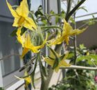 トマトの花