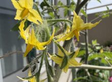 トマトの花