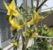 トマトの花