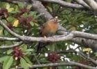 ガビチョウ