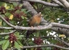 ガビチョウ