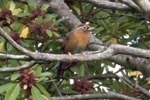 ガビチョウ