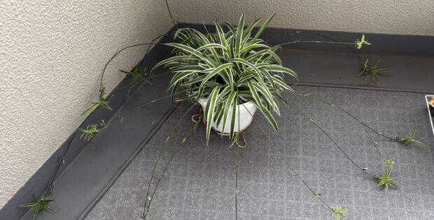 オリヅルラン
