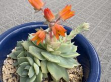 多肉の花