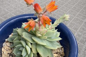 多肉の花