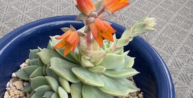 多肉の花