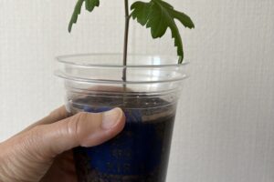 菊ちゃん
