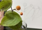 ヤマボウシ