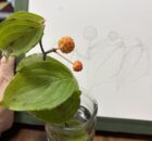 ヤマボウシ