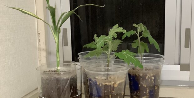 水耕栽培