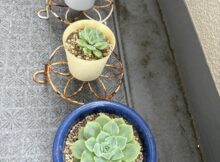 エケベリア