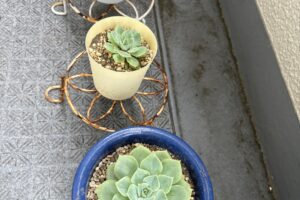 エケベリア