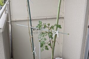 身長より高くなった