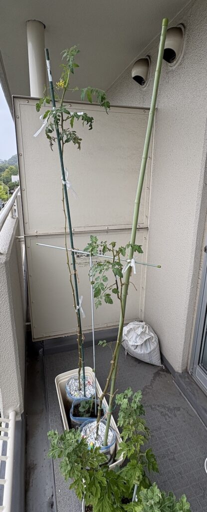 身長より高くなった