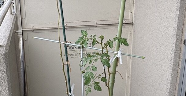 身長より高くなった